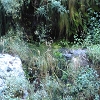 Plants: image 1 0f 83 Thumb